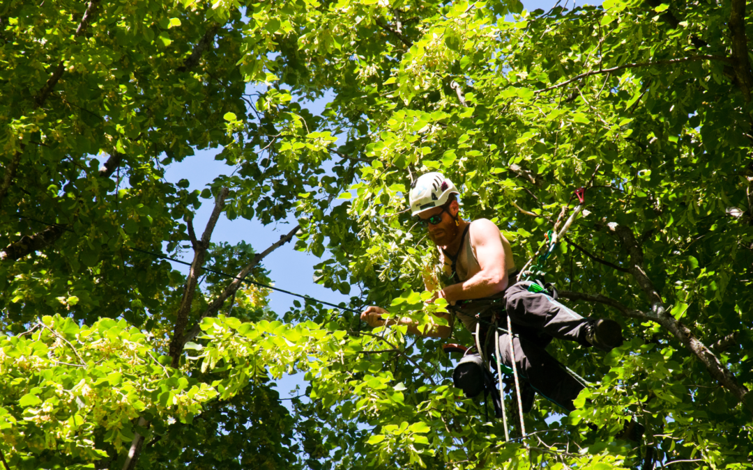 Expert Tree Care and Maintenance in Jacksonville, FL: Bushor’s Tree Surgeons is Here to Help