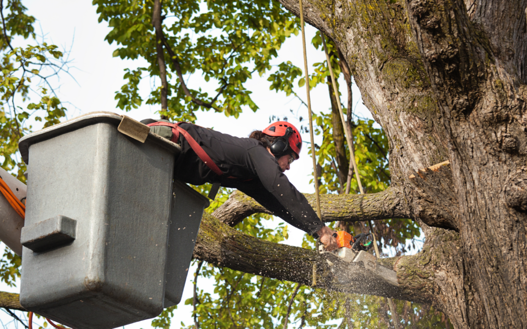 5 Reasons Why Bushor Tree Surgeons is the Best Choice for Tree Service in Jacksonville