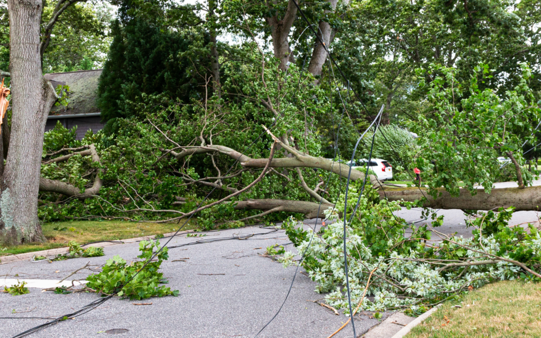 Storm Season Tree Care: Essential Tips for Protecting Vulnerable Trees