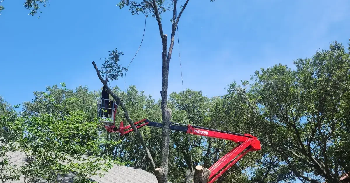 Crew removing a water oak tree in a Jacksonville yard