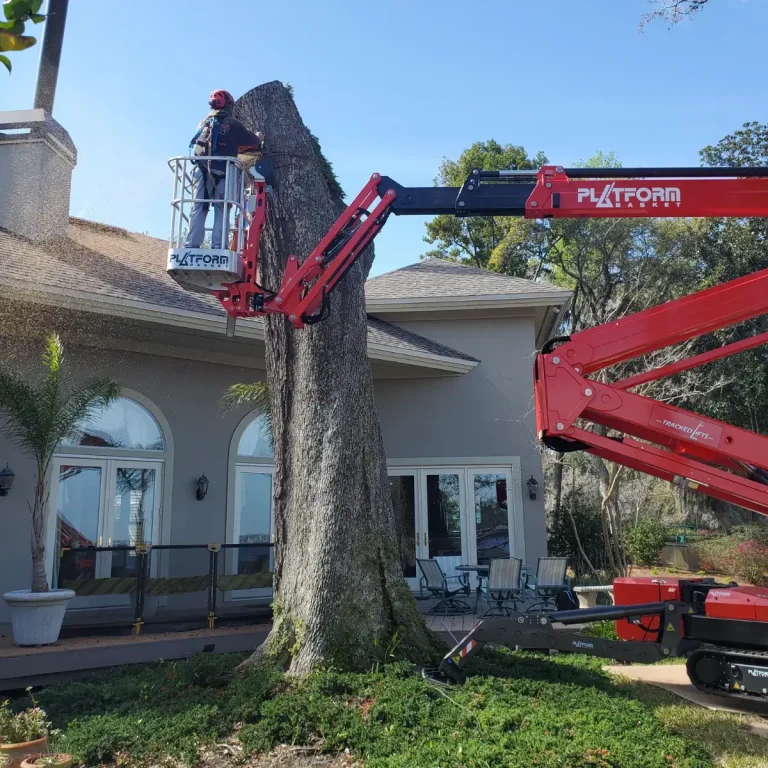 Tree inspection