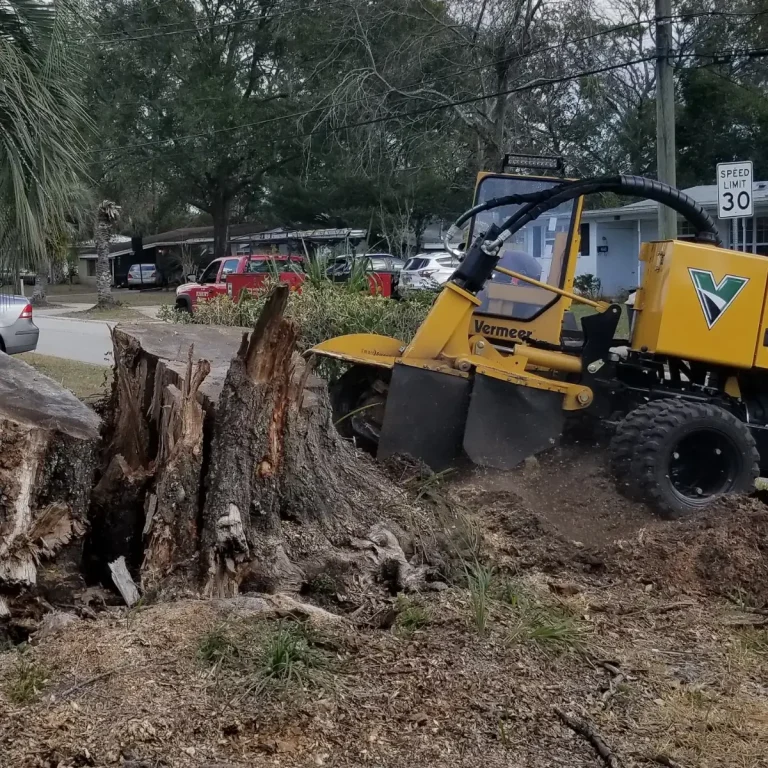 Exposed tree roots growing above the ground in Jacksonville
