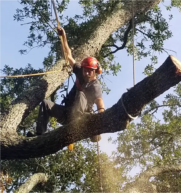 Commercial Tree Service