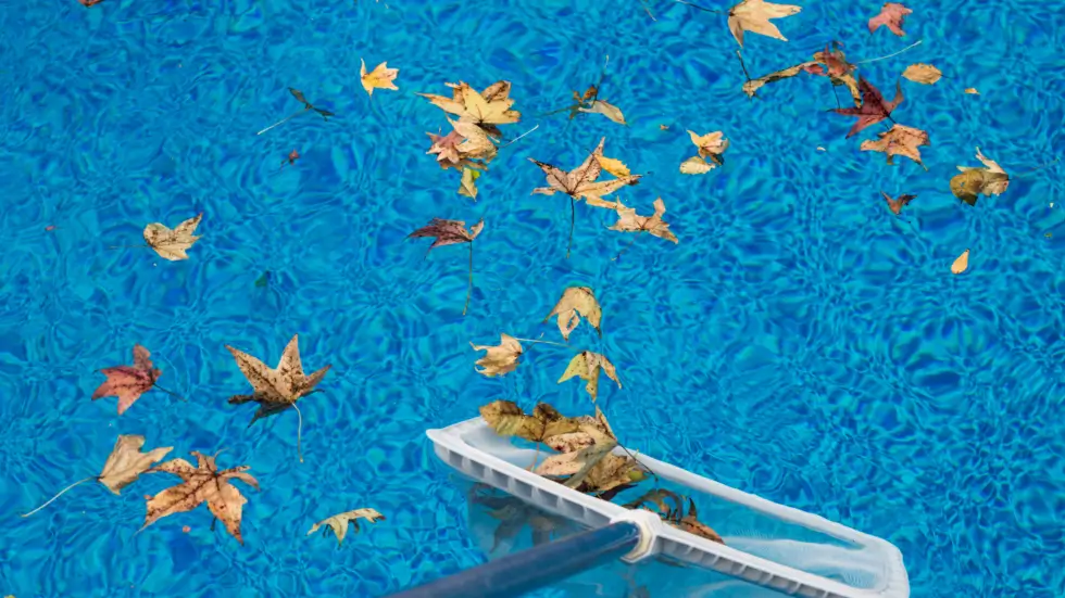 The Essential Role of Expert Tree Trimming in Pool Landscaping