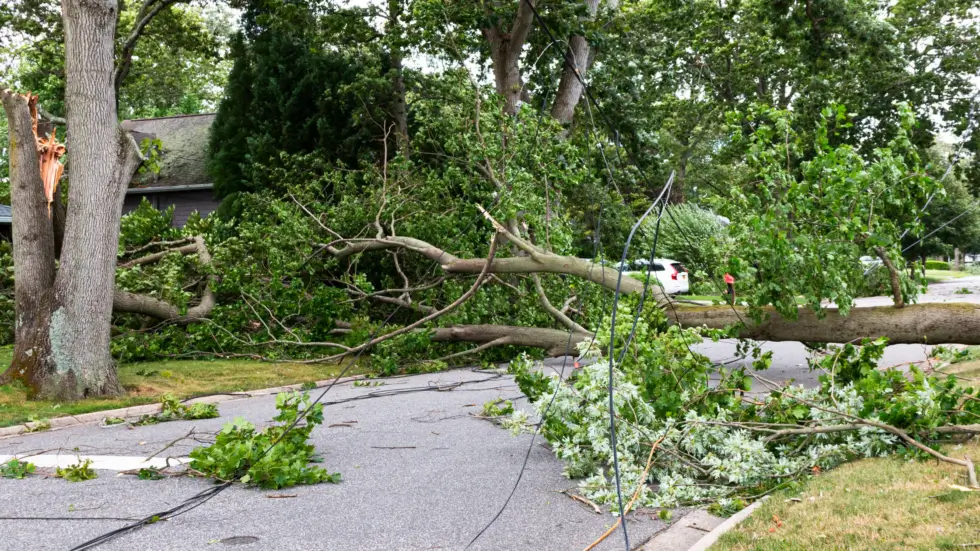 Storm Season Tree Care in Jacksonville, FL: Essential Tips