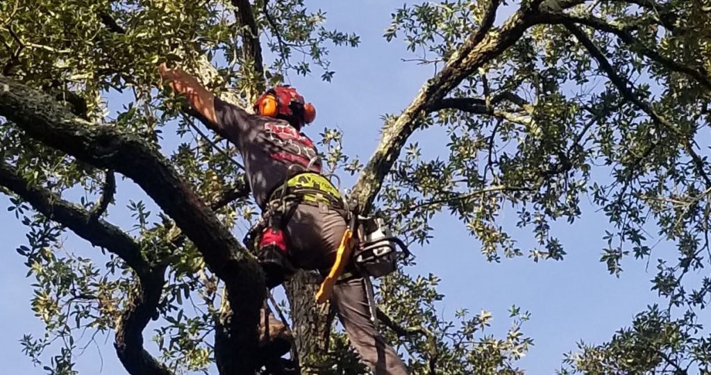 A certified arborist in Jacksonville, FL.
