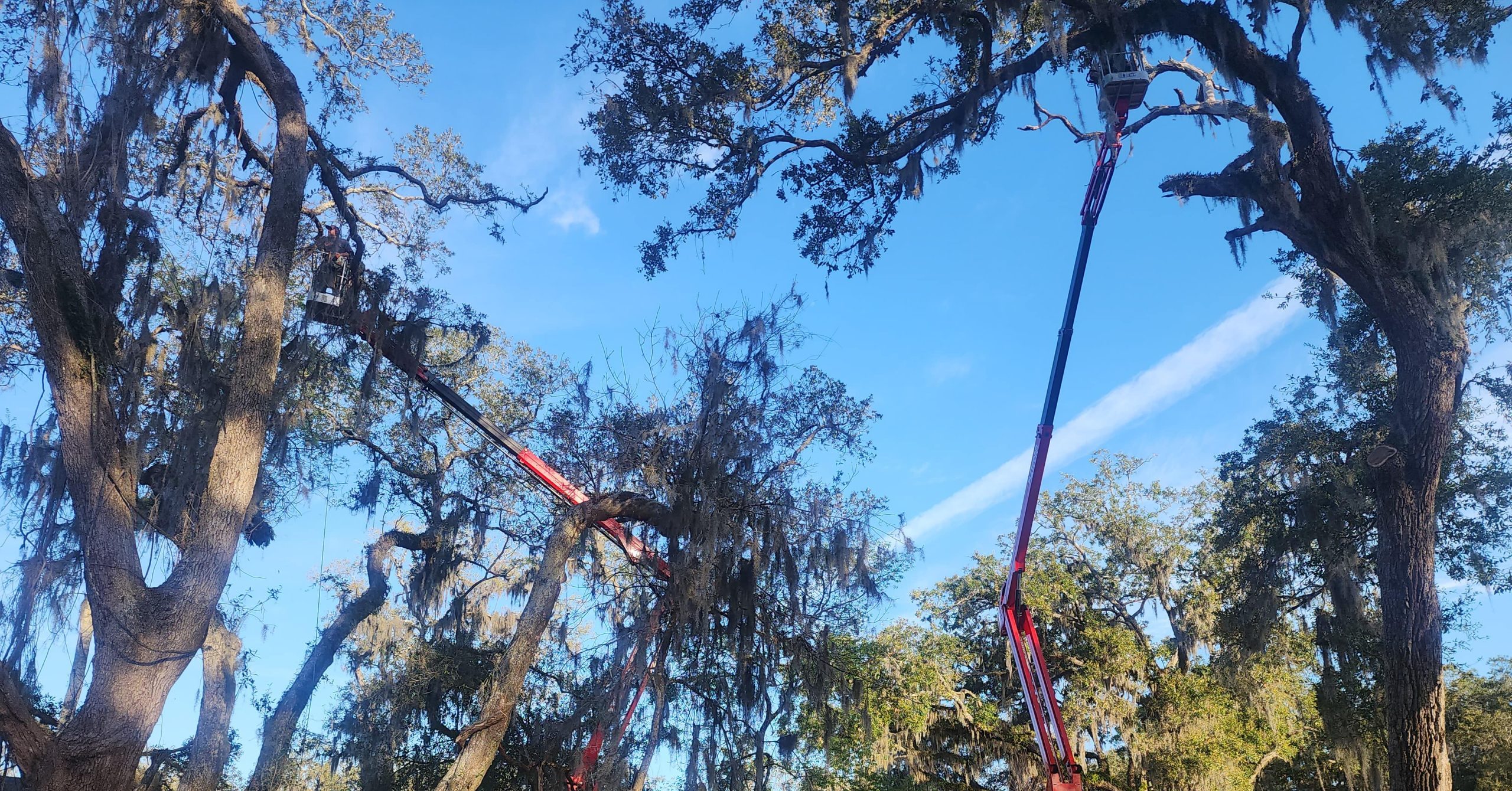 Tree expert checking a tree with early signs of disease