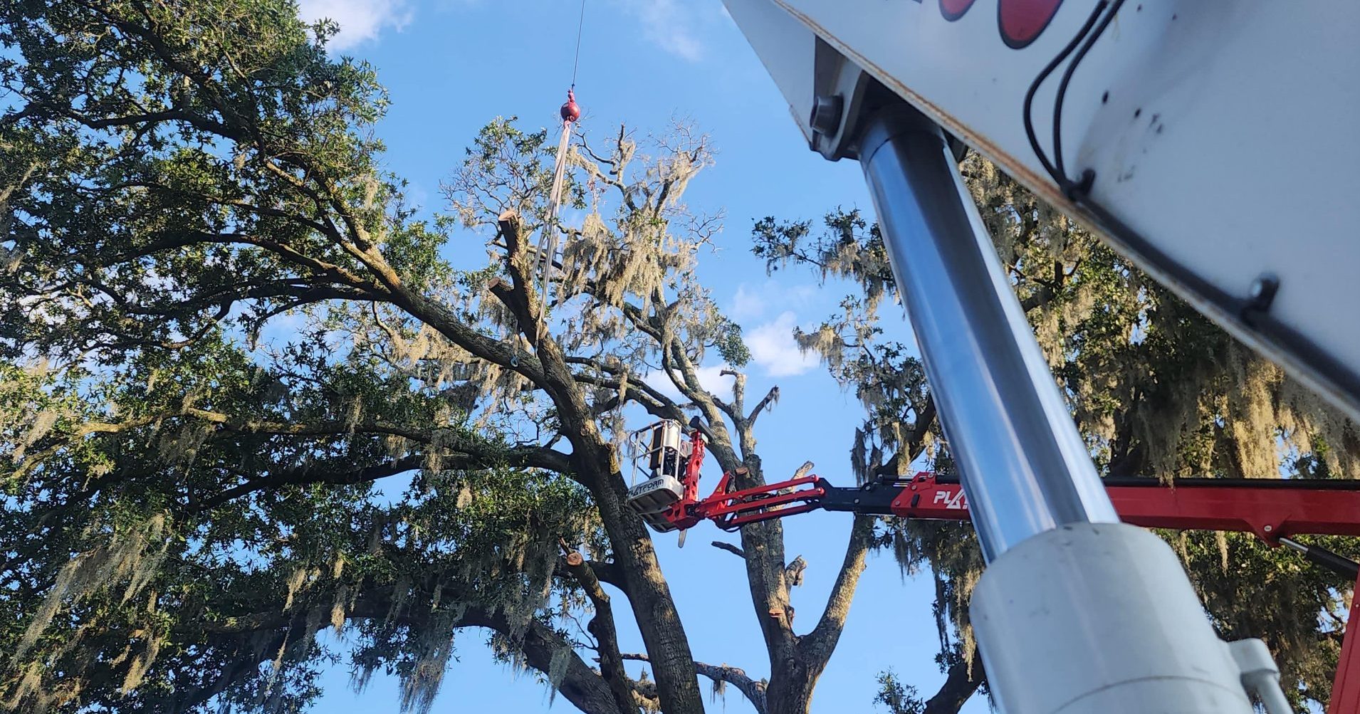 Arborist trimming large limb before hurricane season in St. Johns County