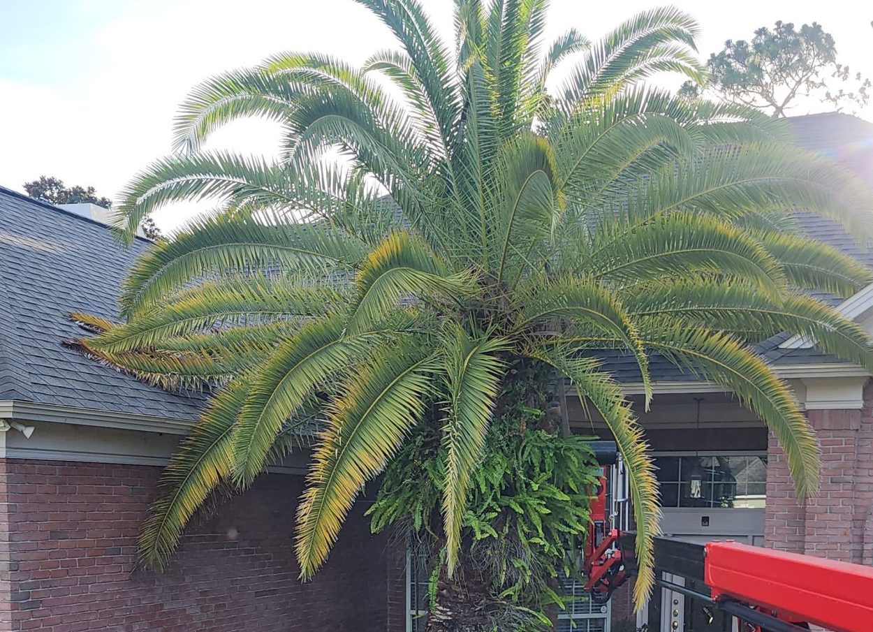 Palm Tree Pruning Jacksonville Beach | Bushor's Tree Surgeons