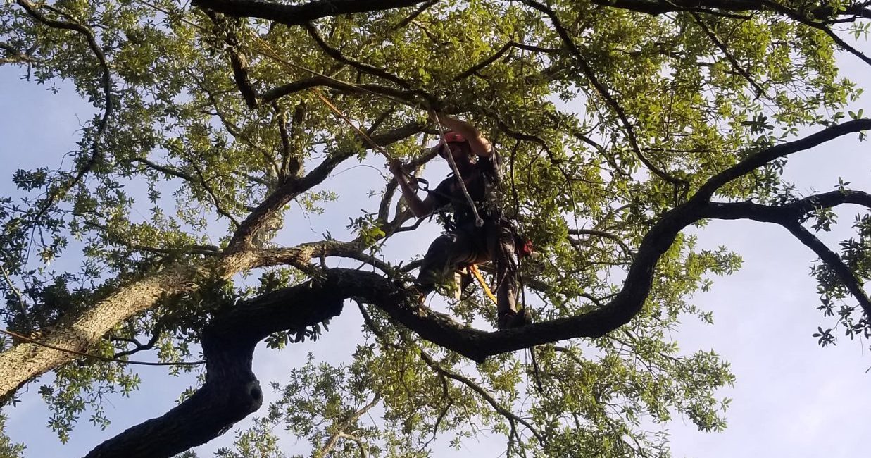 Arborist spraying treatment on a large oak tree in Jacksonville as part of seasonal tree care maintenance