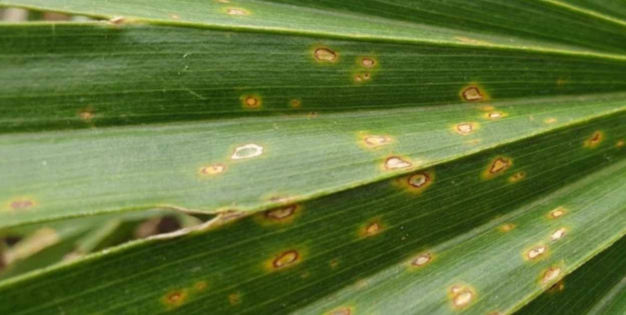 Close-up of palm frond with early signs of fungal infection