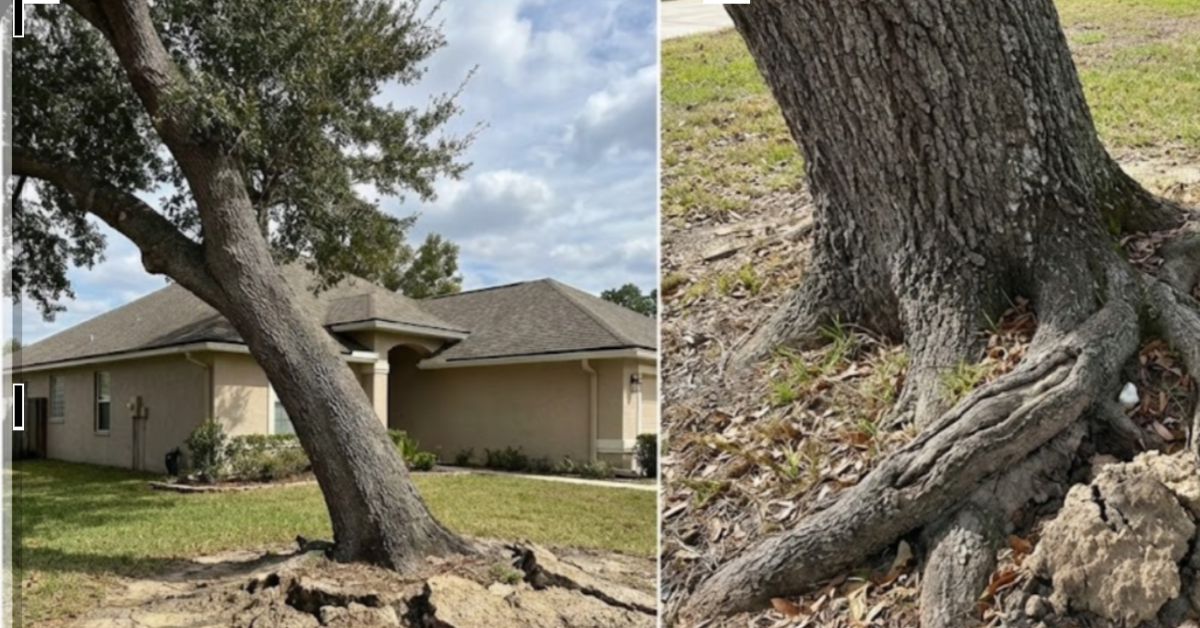 When a Leaning Tree Becomes Dangerous