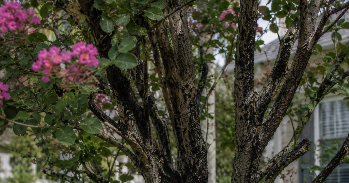 Black sooty mold covering a Crape Myrtle tree in a Jacksonville residential landscape