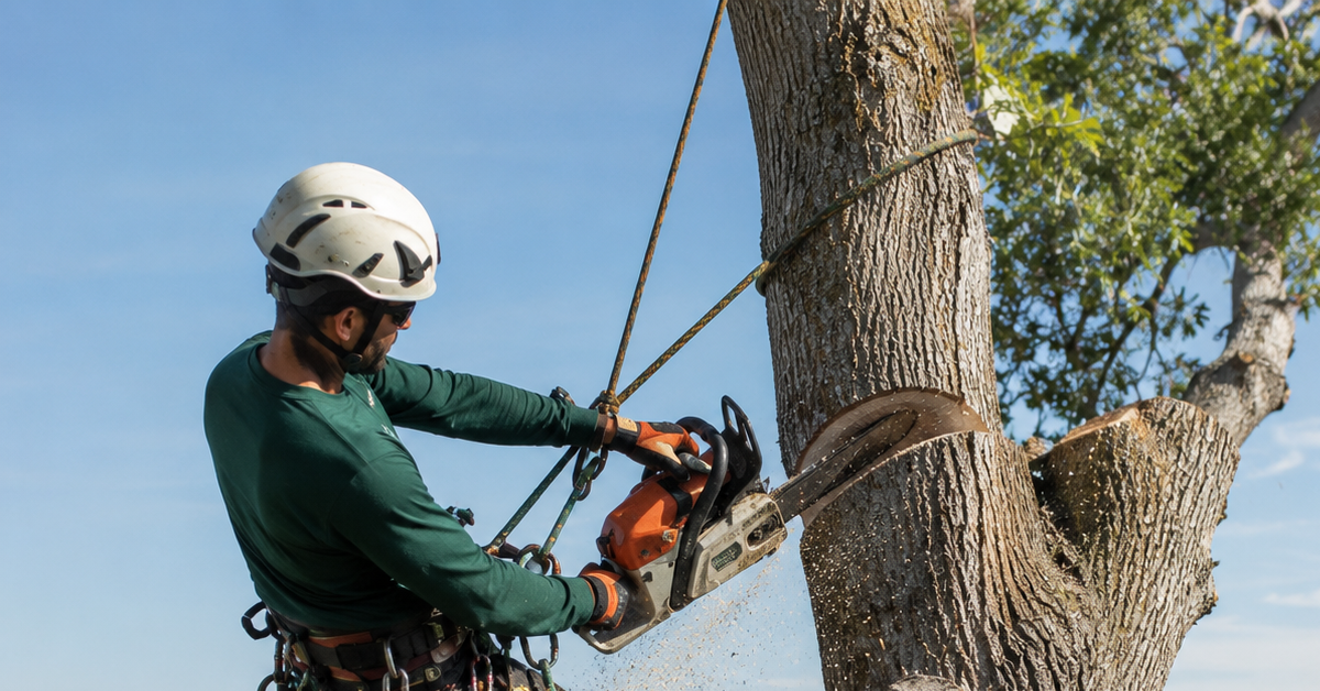 Arborist removing a tree near the St Johns River shoreline in Jacksonville Florida