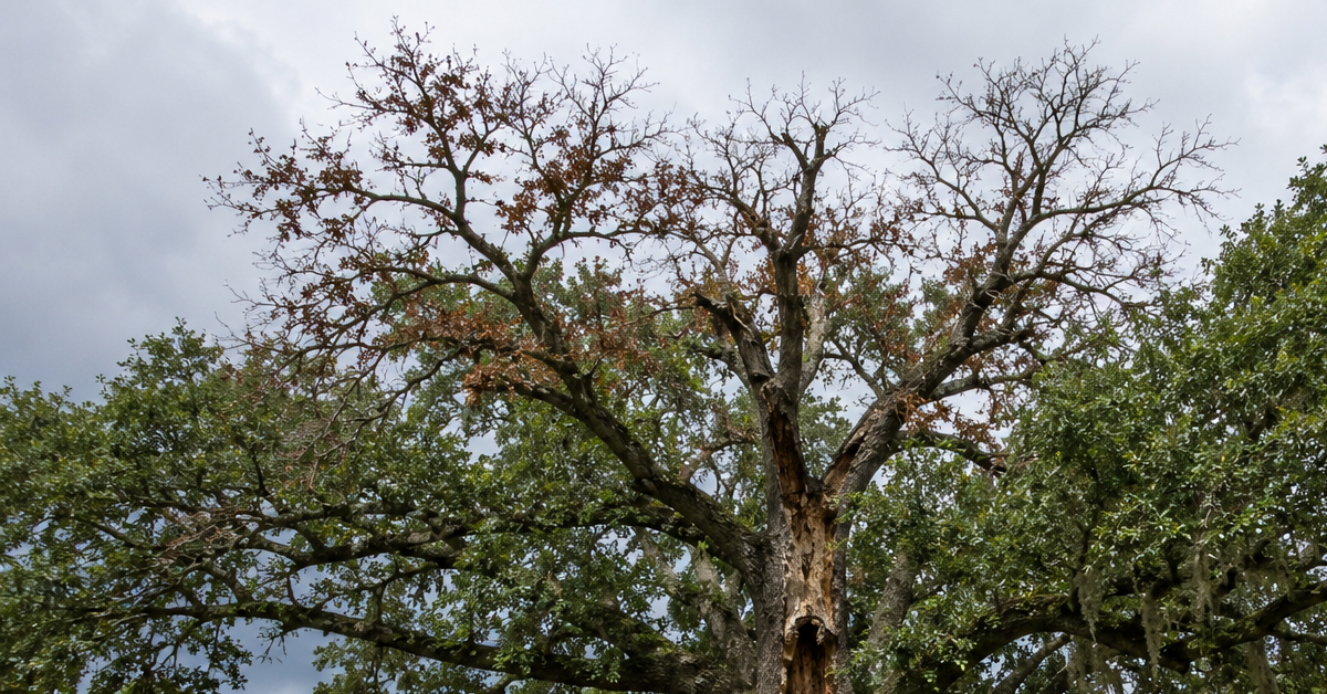 stressed oak tree with crown dieback and trunk decay before storm season in Jacksonville Florida