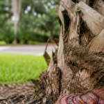 Reddish-brown Ganoderma conk growing at the base of a palm trunk in Jacksonville Florida