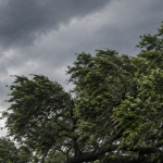Southern live oak withstanding hurricane winds in Jacksonville