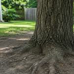 Compacted soil around tree roots in a Jacksonville yard