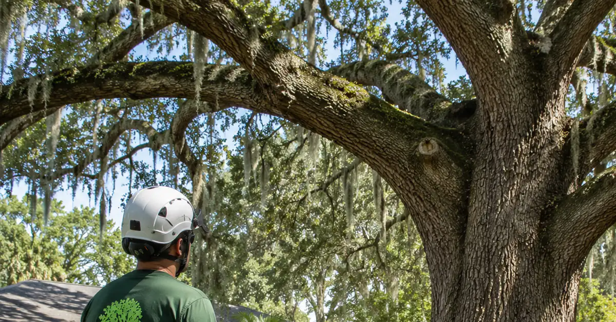 Arborist assessing a protected oak tree in Jacksonville, Florida